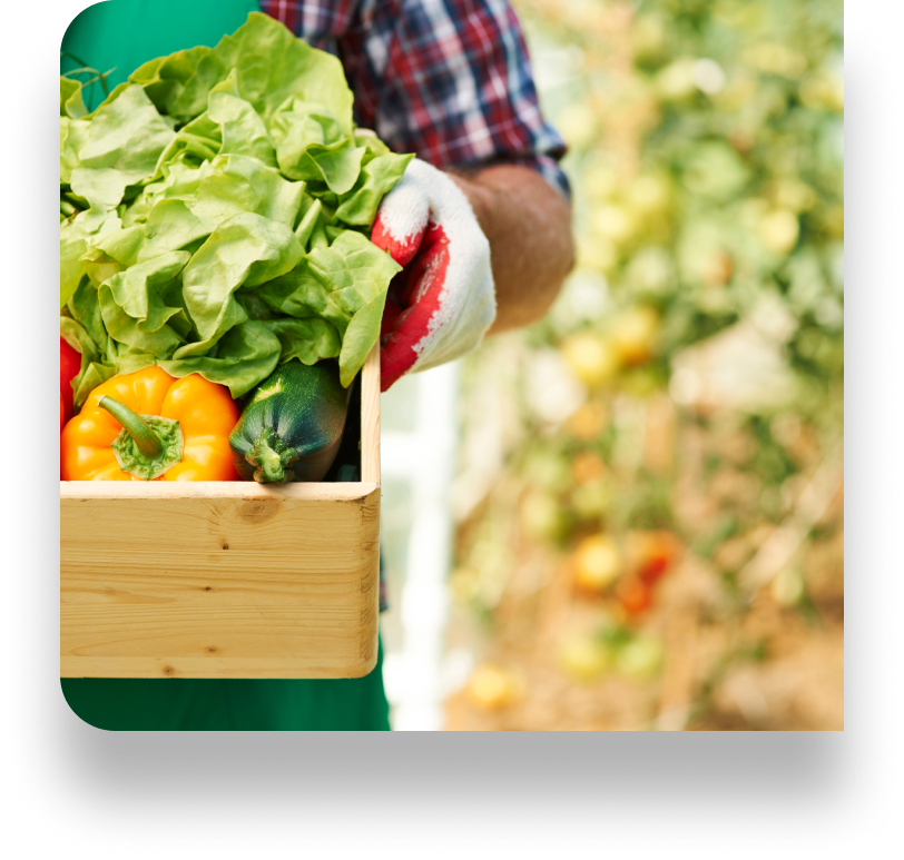 Harvested produce being placed in a box
